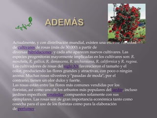 ADEMÁSActualmente, y con distribución mundial, existen una enorme variedad de cultivares de rosas (más de 30.000) a partir de diversas hibridaciones, y cada año aparecen nuevos cultivares. Las especies progenitoras mayormente implicadas en los cultivares son: R. moschata, R. gallica, R. damascena, R. wichuraiana, R. californica y R. rugosa. Los cultivadores de rosas del siglo XX favorecieron el tamaño y el color, produciendo las flores grandes y atractivas, con poco o ningún aroma. Muchas rosas silvestres y "pasadas de moda", por el contrario, tienen un olor dulce y fuerte.Las rosas están entre las flores más comunes vendidas por los floristas, así como uno de los arbustos más populares del jardín, incluso jardines específicos rosaledas, compuestos solamente con sus ejemplares. Las rosas son de gran importancia económica tanto como cosecha para el uso de los floristas como para la elaboración de perfumes.