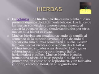 HIERBASEn botánica, una hierba o yerba es una planta que no presenta órganos decididamente leñosos. Los tallos de las hierbas son verdes y mueren generalmente al acabar la buena estación, siendo sustituidos por otros nuevos si la hierba es vivaz.Muchas hierbas son anuales, naciendo de semilla al comienzo de la estación favorable y no dejando al acabar ésta sino nuevas semillas en el suelo. Existen también hierbas vivaces, que retoñan desde tallos subterráneos o situados a ras de suelo. Los órganos subterráneos implicados son rizomas (tallos horizontales) y bulbos. Muchas hierbas bienales forman una roseta de hojas pegada al suelo en su primer año, en el que no se reproducen, y un tallo alto y florido, el escapo floral, en su segundo año.