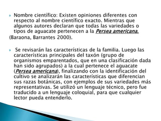 Nombre científico: Existen opiniones diferentes con respecto al nombre científico exacto. Mientras que algunos autores declaran que todas las variedades o tipos de aguacate pertenecen a la Persea americana.(Baraona, Barrantes 2000).  Se revisarán las características de la familia. Luego las características principales del taxón (grupo de organismos emparentados, que en una clasificación dada han sido agrupados) a la cual pertenece el aguacate (Persea americana), finalizando con la identificación del cultivo se analizarán las características que diferencian sus razas botánicas, con ejemplos de sus variedades más representativas. Se utilizó un lenguaje técnico, pero fue traducido a un lenguaje coloquial, para que cualquier lector pueda entenderlo.