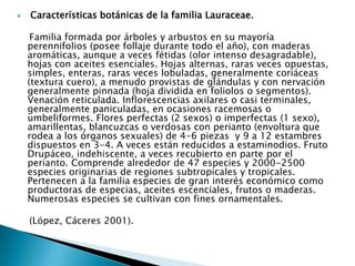  Características botánicas de la familia Lauraceae.    Familia formada por árboles y arbustos en su mayoría perennifolios (posee follaje durante todo el año), con maderas aromáticas, aunque a veces fétidas (olor intenso desagradable), hojas con aceites esenciales. Hojas alternas, raras veces opuestas, simples, enteras, raras veces lobuladas, generalmente coriáceas (textura cuero), a menudo provistas de glándulas y con nervación generalmente pinnada (hoja dividida en foliolos o segmentos). Venación reticulada. Inflorescencias axilares o casi terminales, generalmente paniculadas, en ocasiones racemosas o umbeliformes. Flores perfectas (2 sexos) o imperfectas (1 sexo), amarillentas, blancuzcas o verdosas con perianto (envoltura que rodea a los órganos sexuales) de 4-6 piezas  y 9 a 12 estambres dispuestos en 3-4. A veces están reducidos a estaminodios. Fruto Drupáceo, indehiscente, a veces recubierto en parte por el perianto. Comprende alrededor de 47 especies y 2000-2500 especies originarias de regiones subtropicales y tropicales. Pertenecen a la familia especies de gran interés económico como productoras de especias, aceites escenciales, frutos o maderas. Numerosas especies se cultivan con fines ornamentales.    (López, Cáceres 2001).