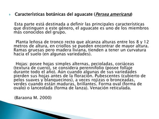  Características botánicas del aguacate (Persea americana)    Esta parte está destinada a definir las principales características que distinguen a este género, el aguacate es uno de los miembros más conocidos del grupo.     Planta leñosa de tronco recto que alcanza alturas entre los 8 y 12 metros de altura, en criollos se pueden encontrar de mayor altura. Ramas gruesas pero madera liviana, tienden a tener un curvatura hacia el suelo (en algunas variedades).      Hojas: posee hojas simples alternas, pecioladas, coriáceas (textura de cuero), se considera perennifolio (posee follaje durante todo el año). Aún cuando algunas de sus variedades pierden sus hojas antes de la floración. Pubescentes (cubierto de pelos suaves y blanquecinos), a veces rojizas o bronceadas, verdes cuando están maduras, brillantes. Forma oval (forma de ovalo) o lanceolada (forma de lanza). Venación reticulada.    (Baraona M. 2000)