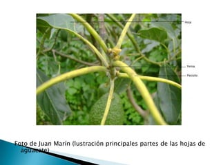 Foto de Juan Marín (lustración principales partes de las hojas de aguacate)