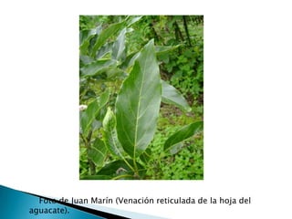        Foto de Juan Marín (Venación reticulada de la hoja del aguacate).