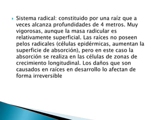 Sistema radical: constituido por una raíz que a veces alcanza profundidades de 4 metros. Muy vigorosas, aunque la masa radicular es relativamente superficial. Las raíces no poseen pelos radicales (células epidérmicas, aumentan la superficie de absorción), pero en este caso la absorción se realiza en las células de zonas de crecimiento longitudinal. Los daños que son causados en raíces en desarrollo lo afectan de forma irreversible 