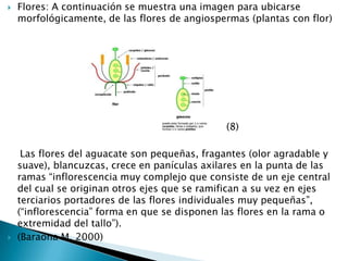Flores: A continuación se muestra una imagen para ubicarse  morfológicamente, de las flores de angiospermas (plantas con flor)                                                                       (8)         Las flores del aguacate son pequeñas, fragantes (olor agradable y suave), blancuzcas, crece en panículas axilares en la punta de las ramas “inflorescencia muy complejo que consiste de un eje central del cual se originan otros ejes que se ramifican a su vez en ejes terciarios portadores de las flores individuales muy pequeñas”, (“inflorescencia” forma en que se disponen las flores en la rama o extremidad del tallo”).(Baraona M. 2000)