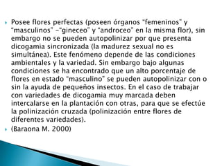 Posee flores perfectas (poseen órganos “femeninos” y “masculinos” -“gineceo” y “androceo” en la misma flor), sin embargo no se pueden autopolinizar por que presenta dicogamia sincronizada (la madurez sexual no es simultánea). Este fenómeno depende de las condiciones ambientales y la variedad. Sin embargo bajo algunas condiciones se ha encontrado que un alto porcentaje de flores en estado “masculino” se pueden autopolinizar con o sin la ayuda de pequeños insectos. En el caso de trabajar con variedades de dicogamia muy marcada deben intercalarse en la plantación con otras, para que se efectúe la polinización cruzada (polinización entre flores de diferentes variedades).(Baraona M. 2000) 