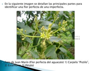 En la siguiente imagen se detallan las principales partes para identificar una flor perfecta de una imperfecta. Foto de Juan Marín (Flor perfecta del aguacate) 1) Carpelo “Pistilo”, 2) Estambres 3) Pétalo)