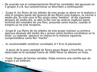 De acuerdo con el comportamiento floral las variedades del aguacate en 2 grupos A y B. Sus características se describen a continuación: Grupo A: las flores de los árboles de este grupo se abren en la mañana y sólo el estigma (parte del gineceo de las flores) está maduro, se cierran a medio día. En este caso la flor actúa como “hembra”. Al día siguiente después de medio día, se abre la flor con las anteras maduras (parte terminal del estambre de una flor), actuando como macho, cuando el estigma ya no está receptivo. Grupo B: Las flores de los árboles de este grupo realizan su primera apertura después del medio día y actúan como hembra cerrándose en la tarde. La segunda  apertura se realiza en la mañana siguiente, comportándose como flor “macho”. Es recomendable combinar variedades A Y B en la plantación.     A pesar de la gran cantidad de flores pocas llegan a fructificar, se ha observado en la variedad Fuerte de 5000 flores se obtiene un fruta. Fruto: Drupas de formas variadas. Pulpa encierra una semilla que da origen a un embrión.    (Baraona M. 2000)