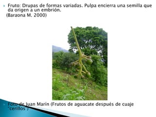 Fruto: Drupas de formas variadas. Pulpa encierra una semilla que da origen a un embrión.   (Baraona M. 2000)Foto de Juan Marín (Frutos de aguacate después de cuaje “cerillos”)