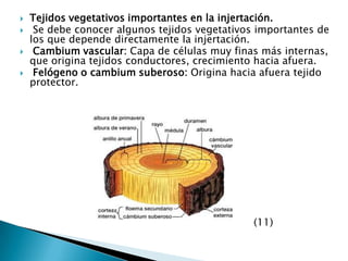 Tejidos vegetativos importantes en la injertación. Se debe conocer algunos tejidos vegetativos importantes de los que depende directamente la injertación. Cambium vascular: Capa de células muy finas más internas, que origina tejidos conductores, crecimiento hacia afuera. Felógeno o cambium suberoso: Origina hacia afuera tejido protector.                                                                         (11)