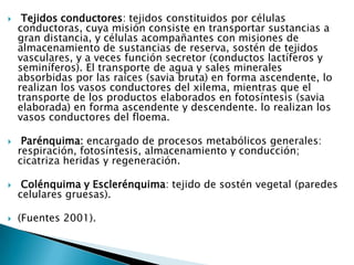  Tejidos conductores: tejidos constituidos por células conductoras, cuya misión consiste en transportar sustancias a gran distancia, y células acompañantes con misiones de almacenamiento de sustancias de reserva, sostén de tejidos vasculares, y a veces función secretor (conductos lactíferos y seminíferos). El transporte de agua y sales minerales absorbidas por las raíces (savia bruta) en forma ascendente, lo realizan los vasos conductores del xilema, mientras que el transporte de los productos elaborados en fotosíntesis (savia elaborada) en forma ascendente y descendente. lo realizan los vasos conductores del floema. Parénquima: encargado de procesos metabólicos generales: respiración, fotosíntesis, almacenamiento y conducción; cicatriza heridas y regeneración. Colénquima y Esclerénquima: tejido de sostén vegetal (paredes celulares gruesas). (Fuentes 2001).