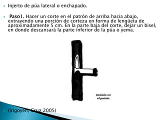 Injerto de púa lateral o enchapado. Paso1. Hacer un corte en el patrón de arriba hacia abajo, extrayendo una porción de corteza en forma de lengüeta de aproximadamente 5 cm. En la parte baja del corte, dejar un bisel, en donde descansará la parte inferior de la púa o yema.(Irigoyen, Cruz 2005)