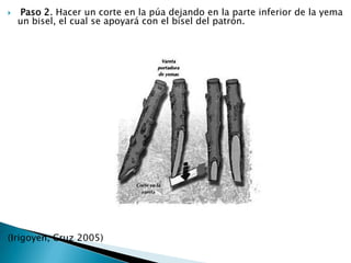  Paso 2. Hacer un corte en la púa dejando en la parte inferior de la yema un bisel, el cual se apoyará con el bisel del patrón.(Irigoyen, Cruz 2005)