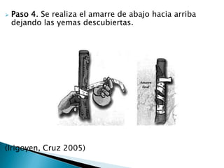 Paso 4. Se realiza el amarre de abajo hacia arriba dejando las yemas descubiertas.(Irigoyen, Cruz 2005)  