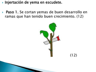 Injertación de yema en escudete. Paso 1. Se cortan yemas de buen desarrollo en ramas que han tenido buen crecimiento. (12)                                                            (12)