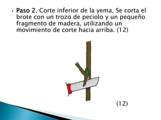 Paso 2. Corte inferior de la yema. Se corta el brote con un trozo de peciolo y un pequeño fragmento de madera, utilizando un movimiento de corte hacia arriba. (12)                                                                            (12)