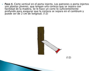 Paso 4. Corte vertical en el porta injerto. Los patrones o porta injertos son plantas jóvenes, que tengan una corteza que se separa con facilidad de la madera. Se le hace un corte lo suficientemente profundo para asegurar que la corteza se separa en el cambium y puede ser de 2 cm de longitud.(12)                                                                                  (12) 