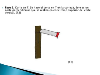 Paso 5. Corte en T. Se hace el corte en T en la corteza, éste es un corte perpendicular que se realiza en el extremo superior del corte vertical. (12)                                                                               (12)