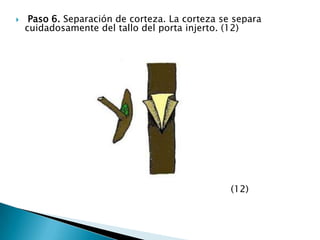  Paso 6. Separación de corteza. La corteza se separa cuidadosamente del tallo del porta injerto. (12)                                                                         (12)