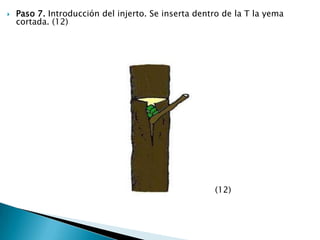 Paso 7. Introducción del injerto. Se inserta dentro de la T la yema cortada. (12)                                                                              (12)