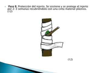  Paso 8. Protección del injerto. Se sostiene y se protege el injerto por 2-3 semanas recubriéndolo con una cinta material plástico. (12)                                                                              (12)