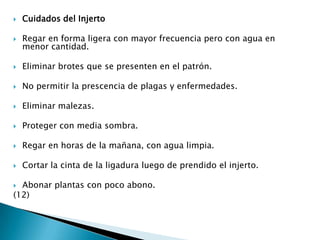 Cuidados del InjertoRegar en forma ligera con mayor frecuencia pero con agua en menor cantidad.Eliminar brotes que se presenten en el patrón.No permitir la prescencia de plagas y enfermedades.Eliminar malezas.Proteger con media sombra.Regar en horas de la mañana, con agua limpia.Cortar la cinta de la ligadura luego de prendido el injerto.Abonar plantas con poco abono.(12)