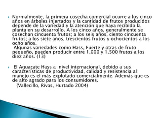 Normalmente, la primera cosecha comercial ocurre a los cinco años en árboles injertados y la cantidad de frutos producidos depende de la variedad y la atención que haya recibido la planta en su desarrollo. A los cinco años, generalmente se cosechan cincuenta frutos; a los seis años, ciento cincuenta frutos; a los siete años, trescientos frutos y ochocientos a los ocho años. Algunas variedades como Hass, Fuerte y otras de fruto pequeño, pueden producir entre 1.000 y 1.500 frutos a los diez años. (13) El Aguacate Hass a  nivel internacional, debido a sus características de productividad, calidad y resistencia al manejo es el más explotado comercialmente. Además que es de alto agrado para los consumidores.       (Vallecillo, Rivas, Hurtado 2004)