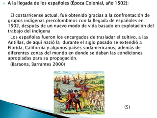 A la llegada de los españoles (Época Colonial, año 1502):     El costarricense actual, fue obtenido gracias a la confrontación de grupos indígenas precolombinos con la llegada de españoles en 1502, después de un nuevo modo de vida basado en explotación del trabajo del indígena      Los españoles fueron los encargados de trasladar el cultivo, a las Antillas, de aquí nació la  durante el siglo pasado se extendió a Florida, California y algunos países sudamericanos, además de diferentes zonas del mundo en donde se daban las condiciones apropiadas para su propagación.      (Baraona, Barrantes 2000)                                                                                       (5)