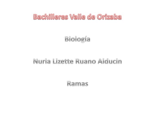 Bachilleres Valle de Orizaba Biología Nuria Lizette Ruano Alducin Ramas  