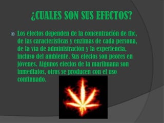 ¿CUALES SON SUS EFECTOS?Los efectos dependen de la concentración de thc, de las características y enzimas de cada persona, de la vía de administración y la experiencia, incluso del ambiente. Sus efectos son peores en jóvenes. Algunos efectos de la marihuana son inmediatos, otros se producen con el uso continuado. 