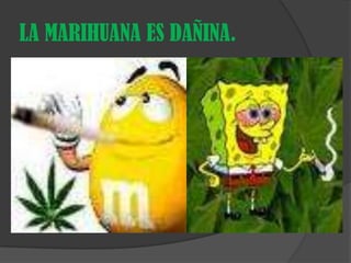 LA MARIHUANA ES DAÑINA.