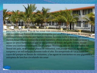 . LAS PLAYAS DEL ESTAD“Falcón” proviene de la voz latina “falco-falconis”, que significa “halcón”, género de aves rapaces diurnasO            El estado Falcón brinda a los visitantes más de 600 km de costa con playas para todo los gustos. Uno de las zonas más conocidas es la península de Paraguaná, con sus extensas franjas de arenas protegidas por arrecifes que sirven de rompeolas, continuamente azotadas por fuertes vientos. La costa norte y noreste del estado, menos desarrollada y conocida a nivel turístico, ofrece playas de fondo arenoso y aguas un poco turbias pues que se encuentran al fondo del golfo Triste, donde existe una corriente constante. En el parque Morrocoy, uno de los más bellos del litoral del país, se esconden playas de ensueños, con arenas blancas, aguas color turquesa y un sol radiante durante todo el año. En temporada de vacaciones los cayos del parque se llenan de visitantes, y las aguas se convierten en una gigantesca autopista de lanchas circulando sin cesar