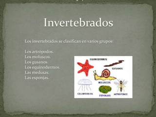 Los invertebrados se clasifican en varios grupos: InvertebradosLos invertebrados se clasifican en varios grupos:Los artrópodos.Los moluscos.Los gusanos.Los equinodermos.Las medusas.Las esponjas.