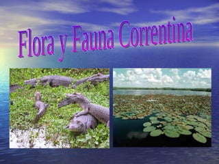 Flora y Fauna Correntina 