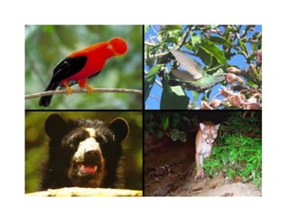 PATRIMONIO NATURAL DEL PERU