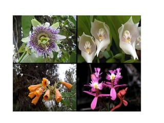 PATRIMONIO NATURAL DEL PERU