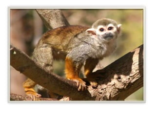 PATRIMONIO NATURAL DEL PERU