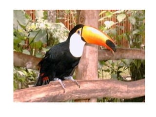 PATRIMONIO NATURAL DEL PERU