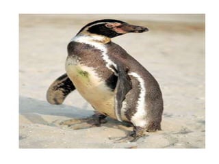 PATRIMONIO NATURAL DEL PERU