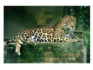 PATRIMONIO NATURAL DEL PERU