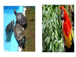 PATRIMONIO NATURAL DEL PERU