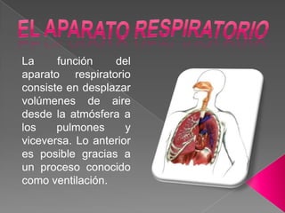 EL APARATO RESPIRATORIO La función del aparato respiratorio consiste en desplazar volúmenes de aire desde la atmósfera a los pulmones y viceversa. Lo anterior es posible gracias a un proceso conocido como ventilación. 