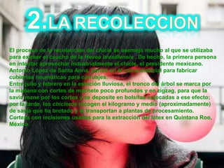 2.LA RECOLECCION El proceso de la recolección del chicle se asemeja mucho al que se utilizaba para extraer el caucho de la Hevea brasiliensis. De hecho, la primera persona en intentar aprovechar industrialmente el chicle, el presidente mexicano. Antonio López de Santa Anna, pensó en él como material para fabricar cubiertas neumáticas para carruajes.Entre julio y febrero en la estación lluviosa, el tronco del árbol se marca por la mañana con cortes de machete poco profundos y en zigzag, para que la savia mane por los cortes y se deposite en bolsitas colocadas a ese efecto; por la tarde, los chicleros recogen el kilogramo y medio (aproximadamente) de savia que ha brotado y lo transportan a plantas de procesamiento.Corteza con incisiones usadas para la extracción del látex en Quintana Roo, México.