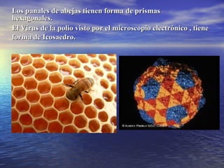 Los panales de abejas tienen forma de prismasLos panales de abejas tienen forma de prismas
hexagonales.hexagonales.
El Virus de la polio visto por el microscopio electrónico , tieneEl Virus de la polio visto por el microscopio electrónico , tiene
forma de Icosaedro.forma de Icosaedro.
 