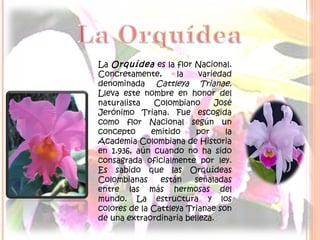 La Orquídea es la flor Nacional.
Concretamente, la variedad
denominada Cattleya Trianae.
Lleva este nombre en honor del
naturalista Colombiano José
Jerónimo Triana. Fue escogida
como flor Nacional según un
concepto emitido por la
Academia Colombiana de Historia
en 1.936, aún cuando no ha sido
consagrada oficialmente por ley.
Es sabido que las Orquídeas
Colombianas están señaladas
entre las más hermosas del
mundo. La estructura y los
colores de la Cattleya Trianae son
de una extraordinaria belleza.
 