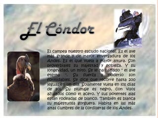 El campea nuestro escudo nacional. Es el ave
más grande y de mayor envergadura de los
Andes. Es el que vuela a mayor altura. Son
proverbiales su majestad y nobleza. Y su
longevidad, un mito. Se le ha llamado " el ave
eterna ". Su fuerza y poderío son
formidables. Se dice que recorre hasta 200
leguas en un día. Solamente vuela en los días
de sol. Su plumaje es negro, con visos
azulados como el acero. Y sus potentes alas
están rodeadas de blanco. También es blanca
su majestuosa gorguera. Habita en las más
altas cumbres de la cordilleras de los Andes.
 
