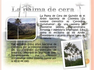 La Palma de Cera del Quindío es el
Árbol Nacional de Colombia. Su
nombre científico es "Ceroxylon
Quindiuense". Es una palmera de
imponente belleza, extraordinaria
fortaleza y legendaria longevidad. Esta
palma es exclusiva de los Andes
Colombianos y alcanza alturas hasta de
70 metros.
Fue escogida como árbol Nacional de
Colombia por la comisión preparatoria
del III Congreso Suramericano de
botánica, celebrado en Bogotá en 1949.
Posteriormente fue adoptado
oficialmente como símbolo patrio por
la ley 61 de 1985.
 