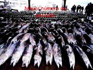 Mayor número de
pescado
 
