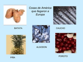 BATATA CAUCHO PIÑA POROTO ALGODON Cosas de América que llegaron a Europa 