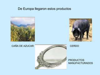 CAÑA DE AZUCAR CERDO PRODUCTOS MANUFACTURADOS De Europa llegaron estos productos  